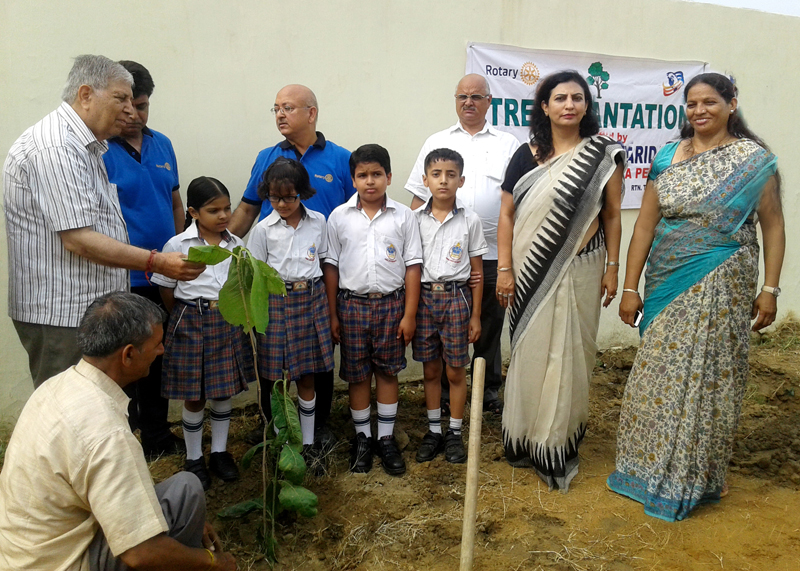 Asha Jyoti Tree plantation
